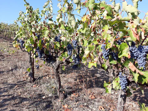 terranea N°5 | Bio-Traubenessig mit Granatapfel Rebsorte „Agiorgitiko“ | Griechenland