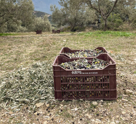 terranea N°1 | Bio-Olivenöl 100 % Manaki organic extra virgin | Griechenland