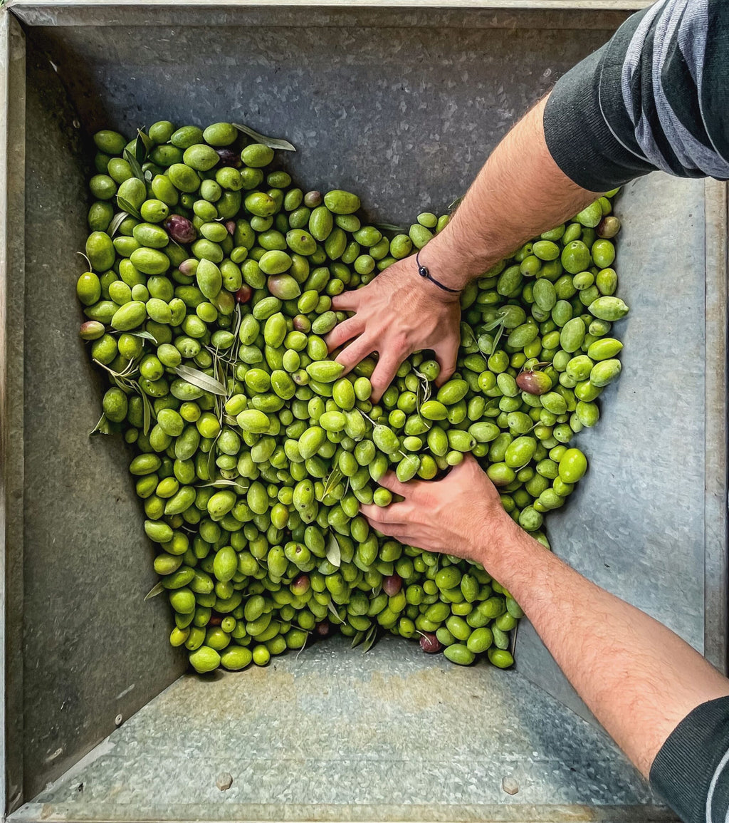 terranea N°1 | Bio-Olivenöl 100 % Manaki organic extra virgin | Griechenland