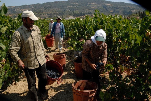 terranea N°5 | Bio-Traubenessig mit Granatapfel Rebsorte „Agiorgitiko“ | Griechenland